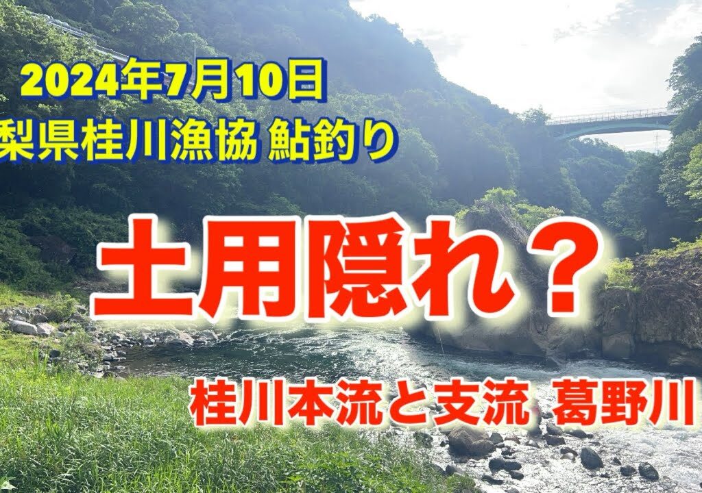 山梨県桂川漁協 桂川本流と支流 葛野川 鮎釣り 2024年7月10日 本流は土用隠れで良く無いとのことで 朝早くから頑張りました😊。