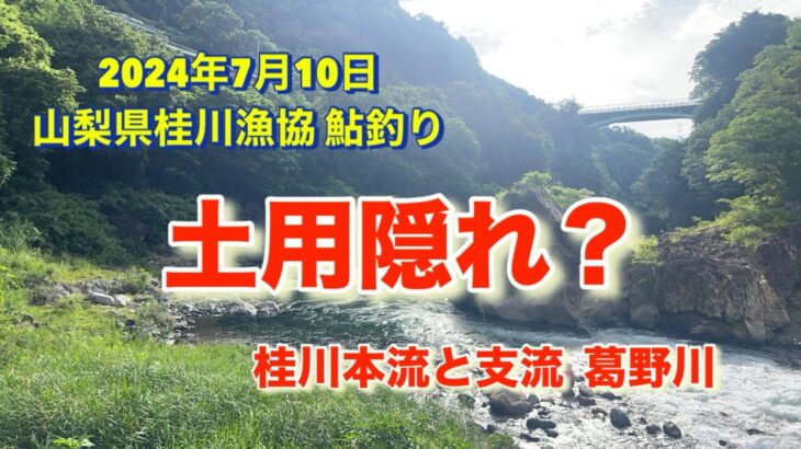 山梨県桂川漁協 桂川本流と支流 葛野川 鮎釣り 2024年7月10日 本流は土用隠れで良く無いとのことで 朝早くから頑張りました😊。