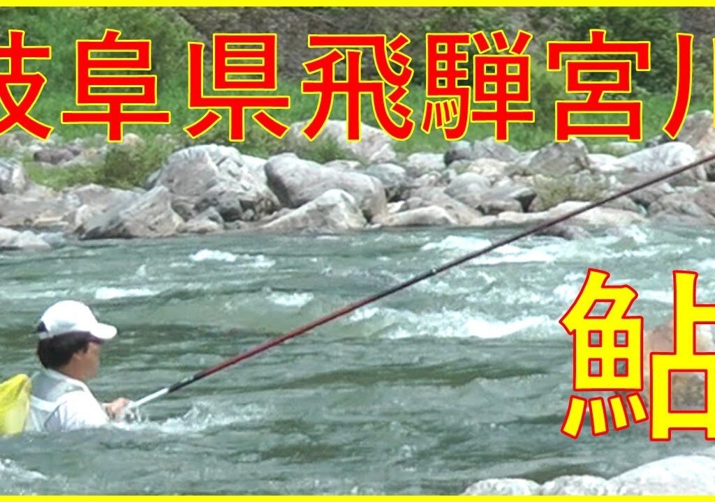 2024/7/13 岐阜県飛騨宮川【鮎】釣れたらいいね！なんちゃんチャンネル