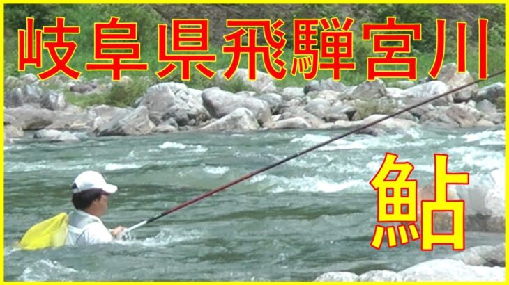 2024/7/13 岐阜県飛騨宮川【鮎】釣れたらいいね！なんちゃんチャンネル