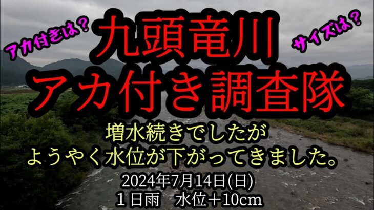 九頭竜川アカ付き調査隊「勝山編」2024年7月14日(日)