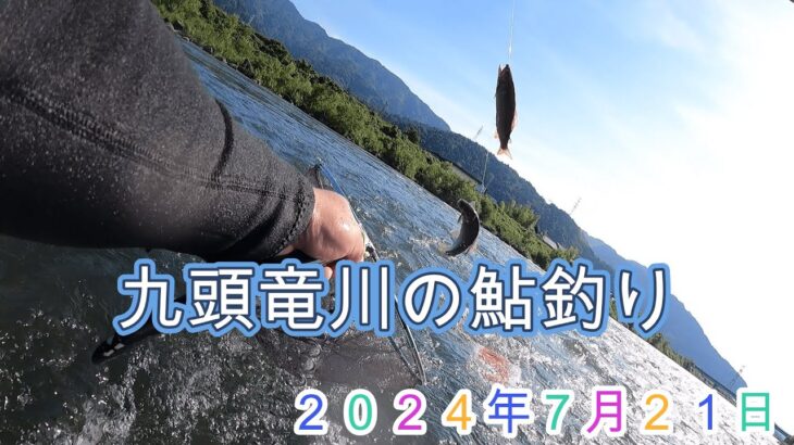 九頭竜川の鮎釣り　2024年7月2１日