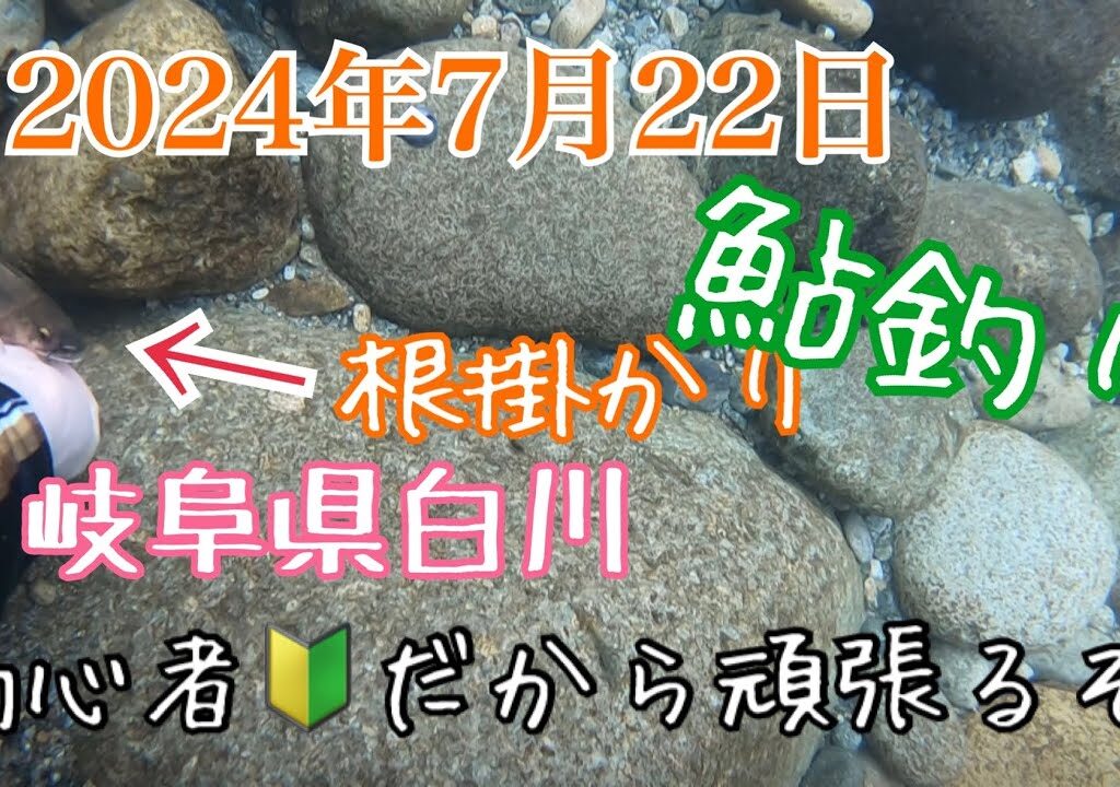 鮎釣り　岐阜県白川　2024年7月22日 まだまだ初心者　半日釣行で頑張ってみた