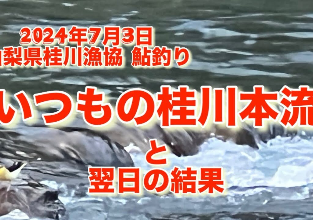 山梨県桂川漁協 桂川本流 鮎釣り 2024年7月3日 いつもの如く おそ〜いスタートでバラしまくりの逃しまくり😂。 車中泊までして頑張った4日の日は結果だけになります😅