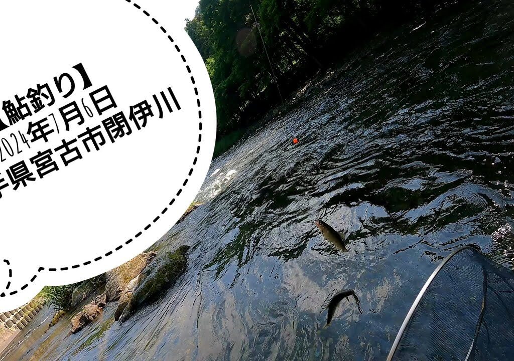 【鮎釣り】2024年7月6日　岩手県宮古市閉伊川　解禁直後の釣行は…
