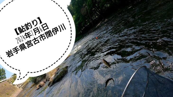 【鮎釣り】2024年7月6日　岩手県宮古市閉伊川　解禁直後の釣行は…