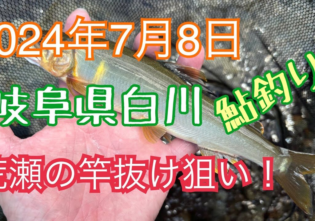 鮎釣り　岐阜県白川　2024年7月8日 やってる人少ないよ　って❗️急瀬を狙ってみた❗️