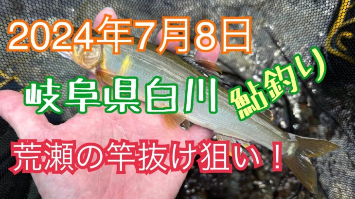 鮎釣り　岐阜県白川　2024年7月8日 やってる人少ないよ　って❗️急瀬を狙ってみた❗️