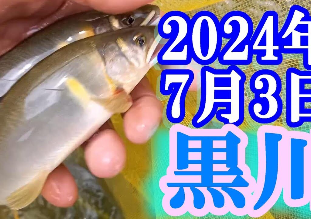 鮎釣り 20cm高引水残り垢＆新垢 ゲンキー前 ゲンキー上流の堰堤下 黒川 2024年