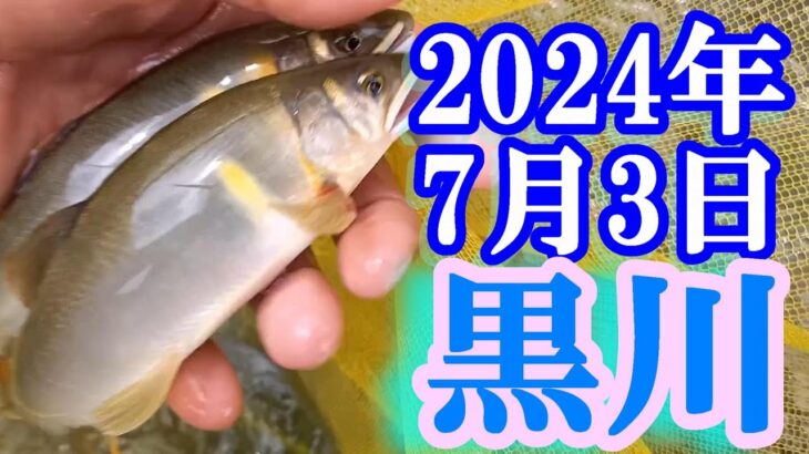 鮎釣り 20cm高引水残り垢＆新垢 ゲンキー前 ゲンキー上流の堰堤下 黒川 2024年