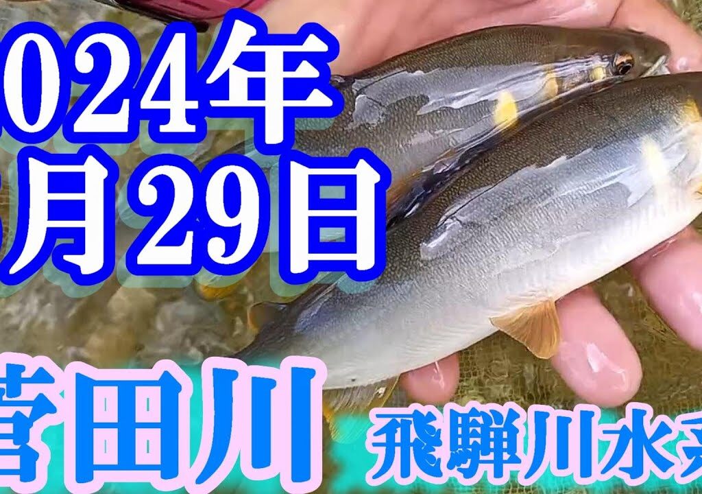 鮎釣り 20cm高引水 小川橋下 菅田川（飛騨川水系） 2024年
