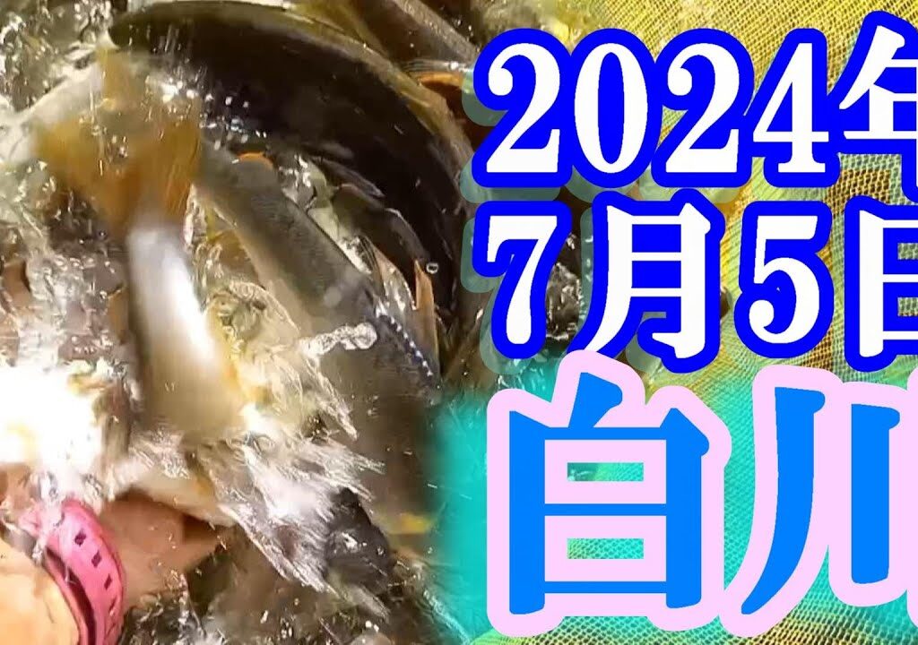 鮎釣り 20cm高引水残り垢＆新垢 柏本橋上 宮代橋上 白川 2024年