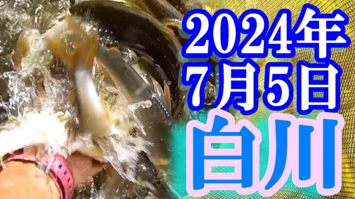 鮎釣り 20cm高引水残り垢＆新垢 柏本橋上 宮代橋上 白川 2024年