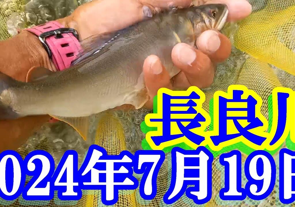 鮎釣り 20cm高引水 アユパーク下 下万場橋上 長良川郡上 2024年