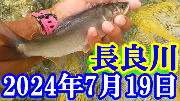 鮎釣り 20cm高引水 アユパーク下 下万場橋上 長良川郡上 2024年