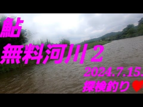 無料河川での鮎釣り 2(2024.7.15. )探せばまだまだあります(笑)。