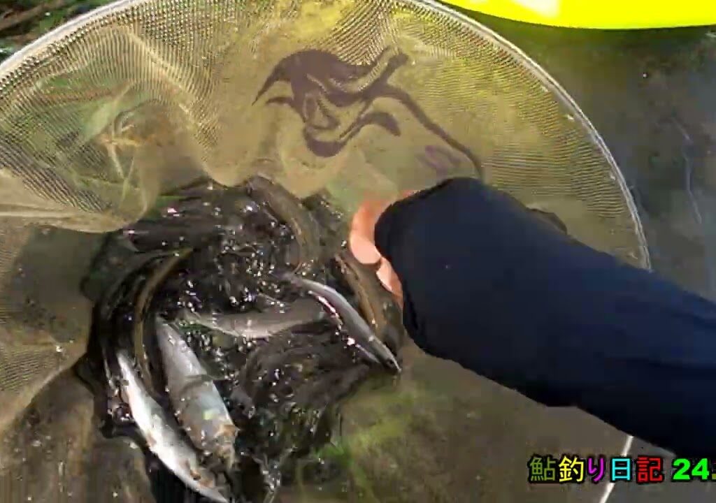 鮎釣り日記 24 7 18