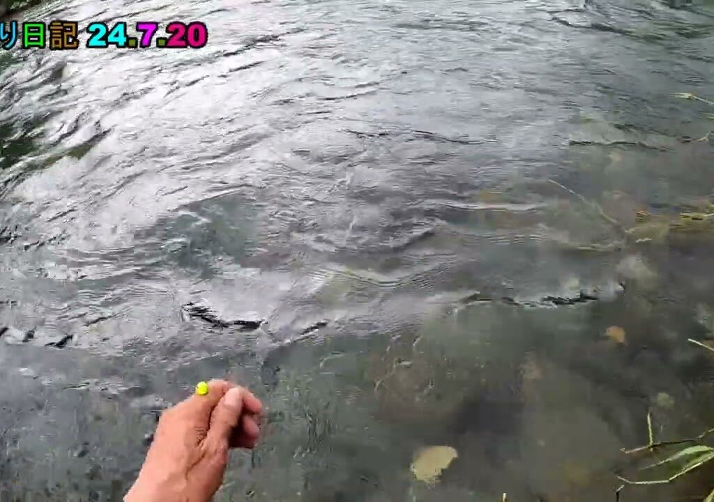 鮎釣り日記 24 7 20