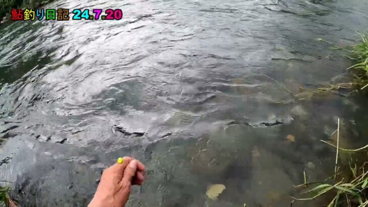 鮎釣り日記 24 7 20