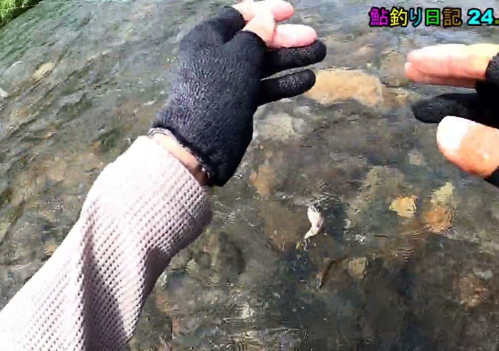 鮎釣り日記 24 7 25
