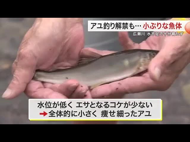 アユ釣り解禁も「痩せ気味」　広瀬川は水不足で例年と違う光景に〈仙台〉 (24/07/01 18:44)