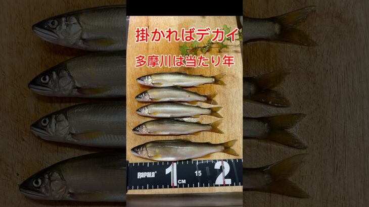 多摩川でアユ釣れた‼️しかも24cm【アユイング】#アユイング#アユルアー#鮎釣り #アユ#鮎塩焼き
