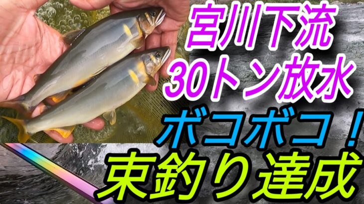 宮川下流30トン放水！ボコボコの束釣り達成