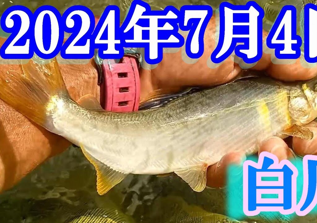 鮎釣り 30cm高引水残り垢 ふるさと橋上 新大口橋上下 つちのこ会館下 白川 2024年