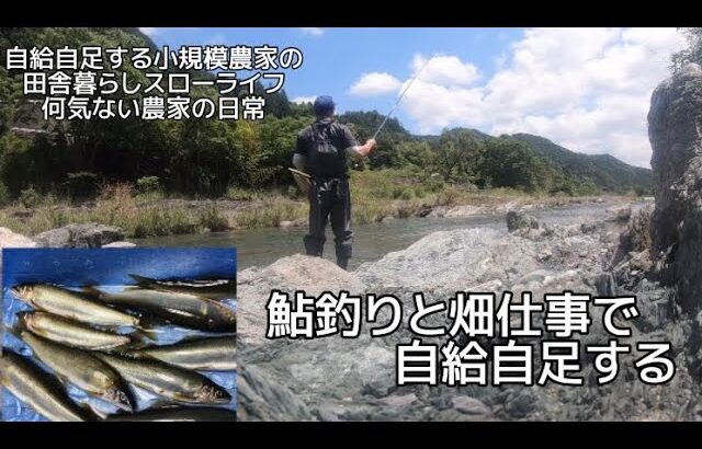 【田舎暮らし自給自足】鮎釣りと畑仕事と野菜の収穫！釣った鮎を天ぷらにする。【何気ない農家の日常】【6月】