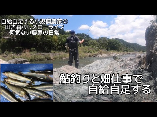 【田舎暮らし自給自足】鮎釣りと畑仕事と野菜の収穫！釣った鮎を天ぷらにする。【何気ない農家の日常】【6月】