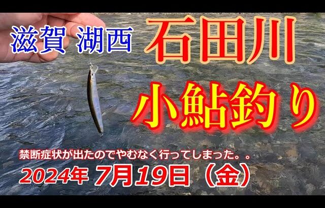 【7月19日】滋賀湖西の石田川に小鮎釣り行ってきた。