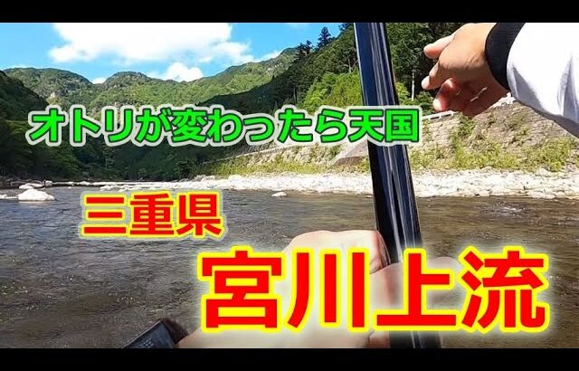 #74【,i解禁直後の宮川上流！】初期の鮎釣り攻略★鮎入れ追い