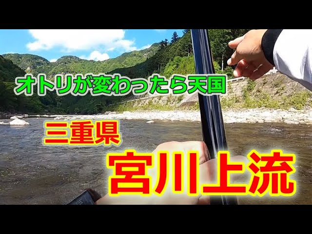 #74【,i解禁直後の宮川上流！】初期の鮎釣り攻略★鮎入れ追い