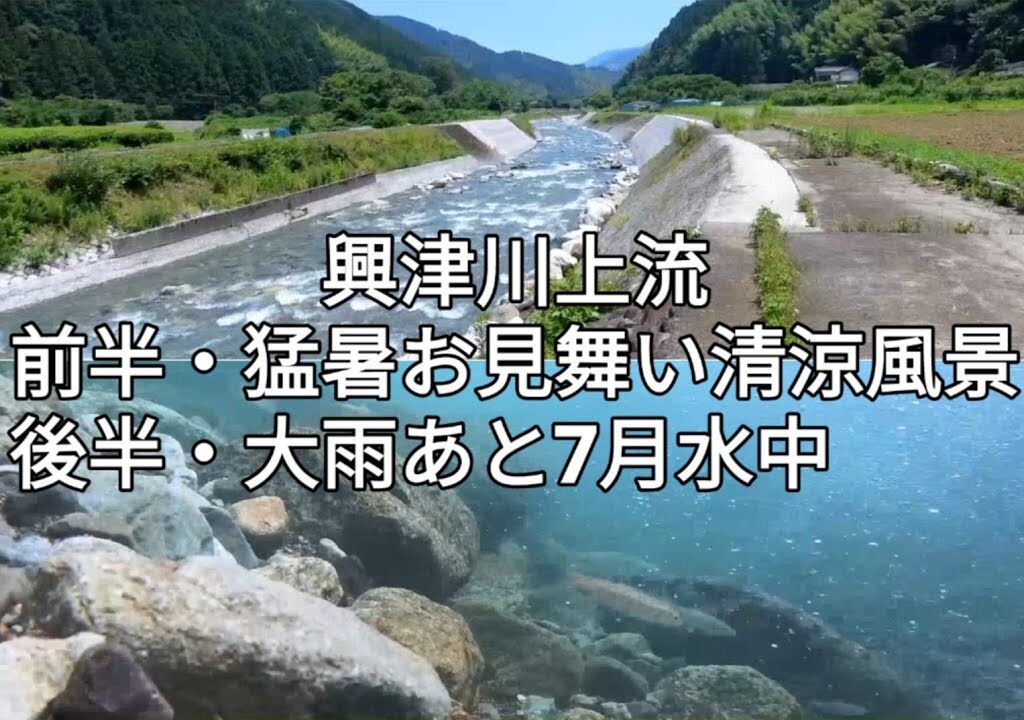 興津川上流、7月鮎～猛暑、里山風景。7月放流情報。2024年。静岡市　#興津川鮎釣り