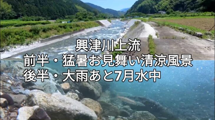 興津川上流、7月鮎～猛暑、里山風景。7月放流情報。2024年。静岡市　#興津川鮎釣り