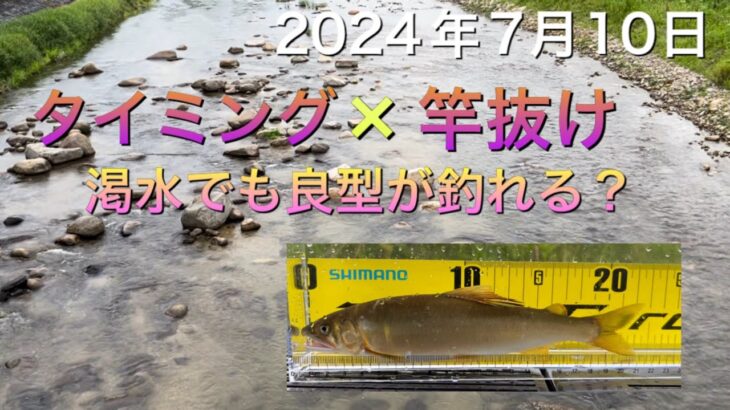《鮎釣り》渇水状況の中、入川のタイミングがベストだった！竿抜けで良型が連発！ナイアード80-85 【Vol.14】GSフィッシング倶楽部