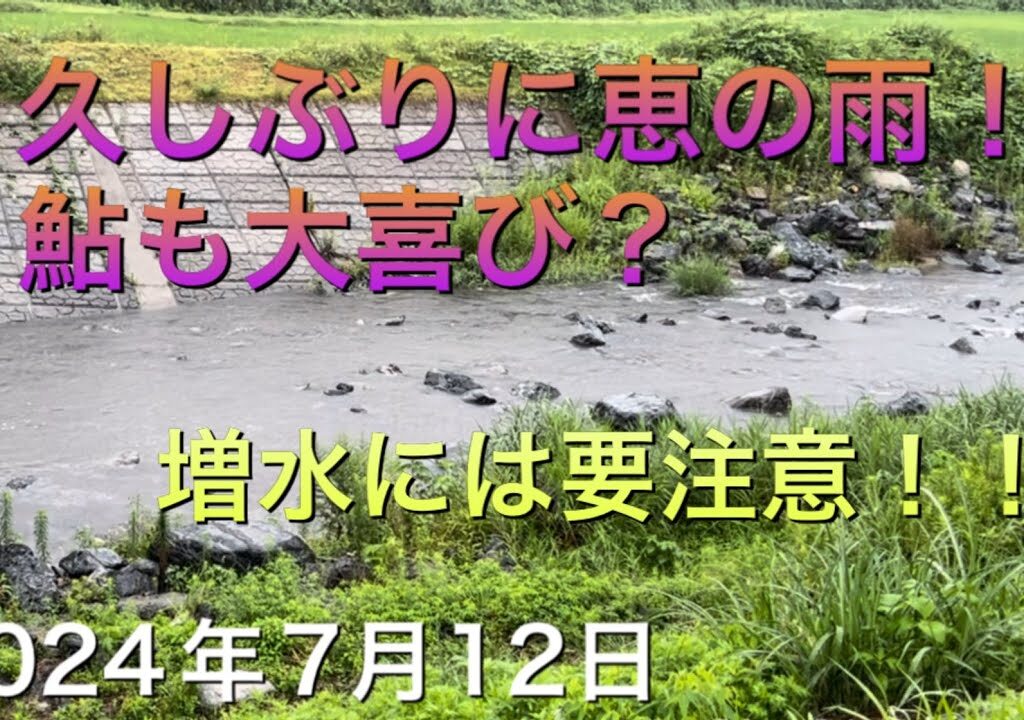 《鮎釣り》恵の雨！鮎も大喜び？増水には要注意。アバンサー90【Vol.15】GSフィッシング倶楽部