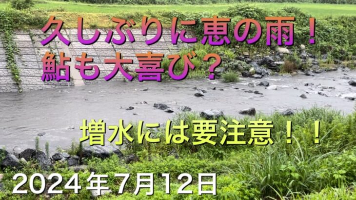 《鮎釣り》恵の雨！鮎も大喜び？増水には要注意。アバンサー90【Vol.15】GSフィッシング倶楽部