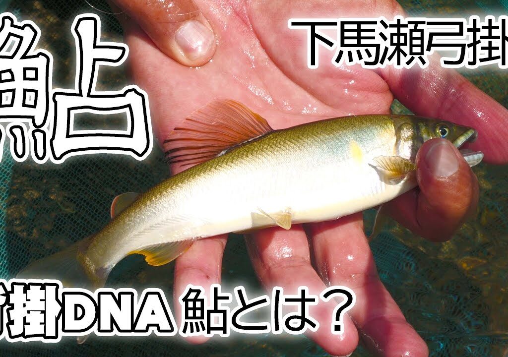 【鮎】今話題の背掛かりDNA鮎とは？ 弓掛川 平野和之