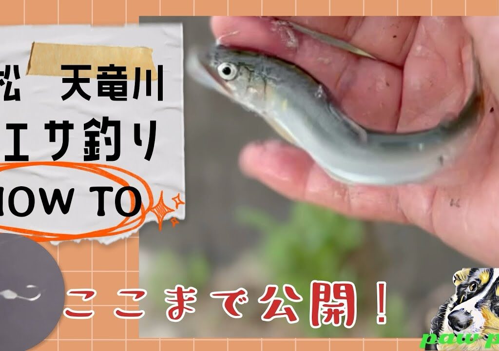 鮎の餌釣り HOW TO 動画を作りました♪ やってみようかなって人､今年は釣れていますよ💕