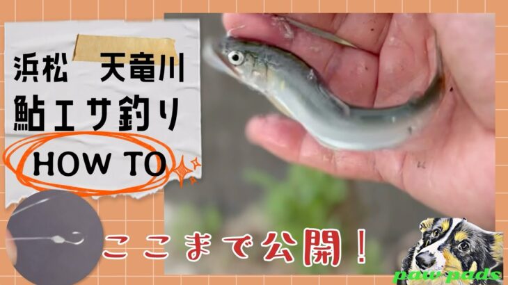 鮎の餌釣り HOW TO 動画を作りました♪ やってみようかなって人､今年は釣れていますよ💕