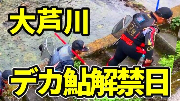 【鮎釣り 大芦川】良型に歓喜の声 近年まれにみる解禁日 ７月はもっといい！？釣り人に笑顔 River Healing Channel （リバヒ）