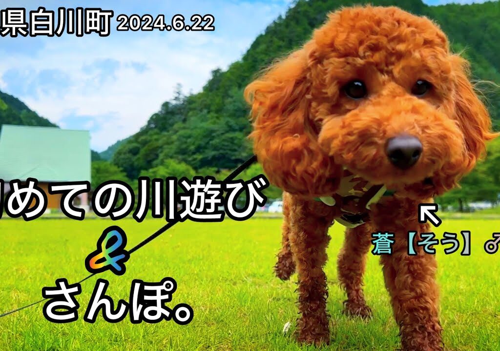 【Vlog】たまには鮎釣りをお休みして愛犬と白川へ♪【犬】