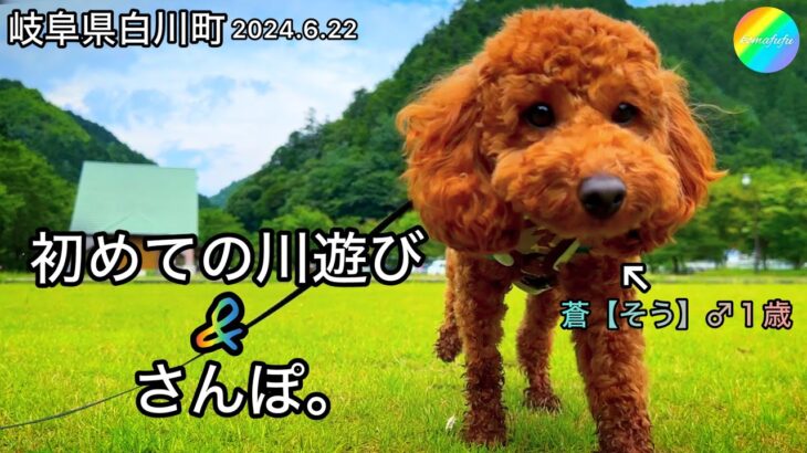 【Vlog】たまには鮎釣りをお休みして愛犬と白川へ♪【犬】