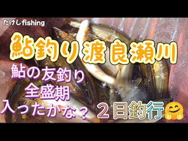 【鮎釣り】そろそろ全盛期？🧐２４cmあがっています🥳鮎は足で探しましょう😤渡良瀬川に２日釣行☺️
