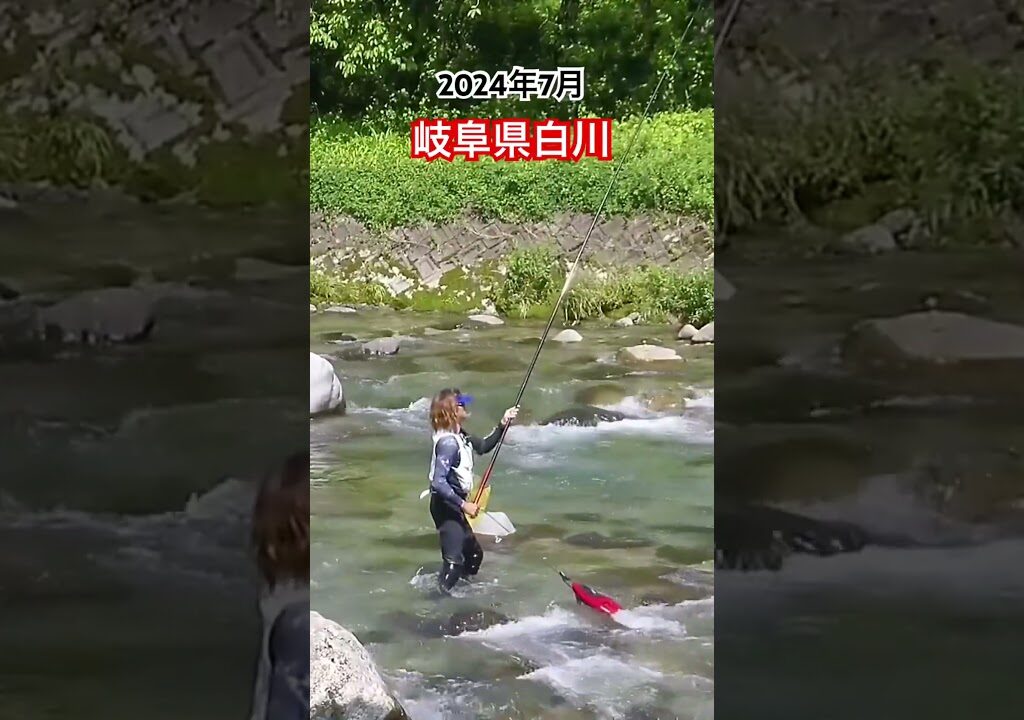 岐阜県白川　【鮎友釣り】 #ベルフィッシング #fishing #鮎友釣り#鮎#釣り#渓流#川釣り#鮎釣り#シマノ