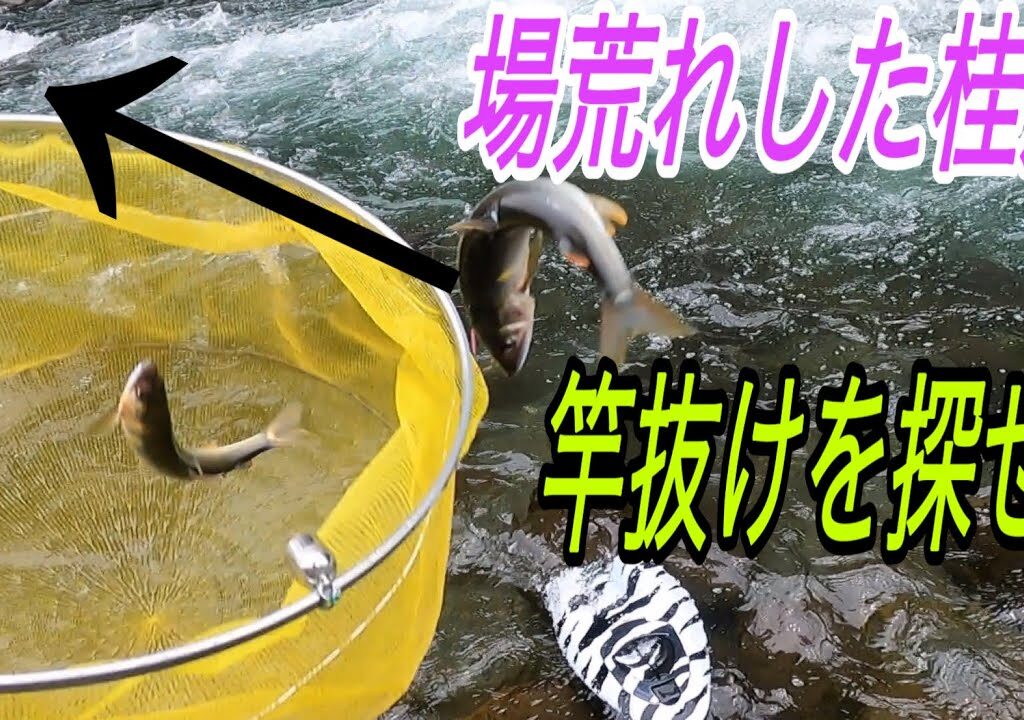 場荒れした桂川　竿抜けを探せ