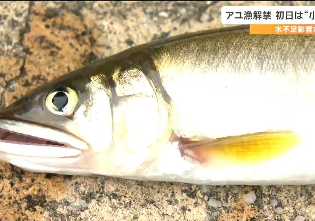 「エサとなるコケ少なく小ぶりのものが多い」アユ漁解禁ですが…　その原因は　仙台・広瀬川
