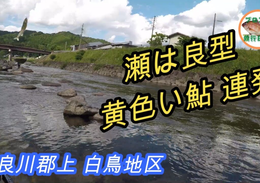 長良川郡上鮎 白鳥地区 赤瀬橋下流の瀬とトロ場