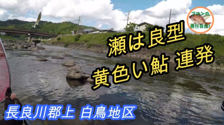 長良川郡上鮎 白鳥地区 赤瀬橋下流の瀬とトロ場